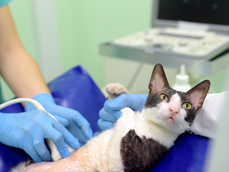 Стерилизация кормящей кошки